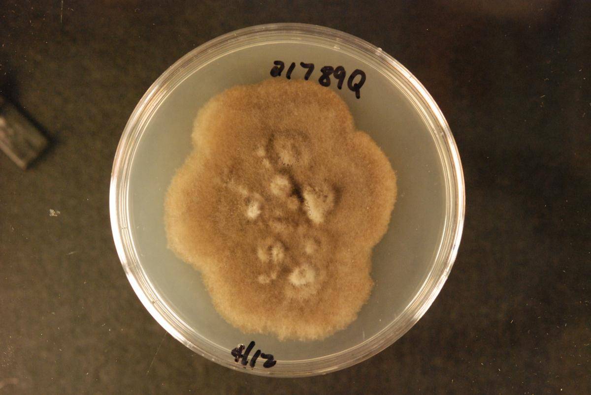 Lindgomycetaceae image