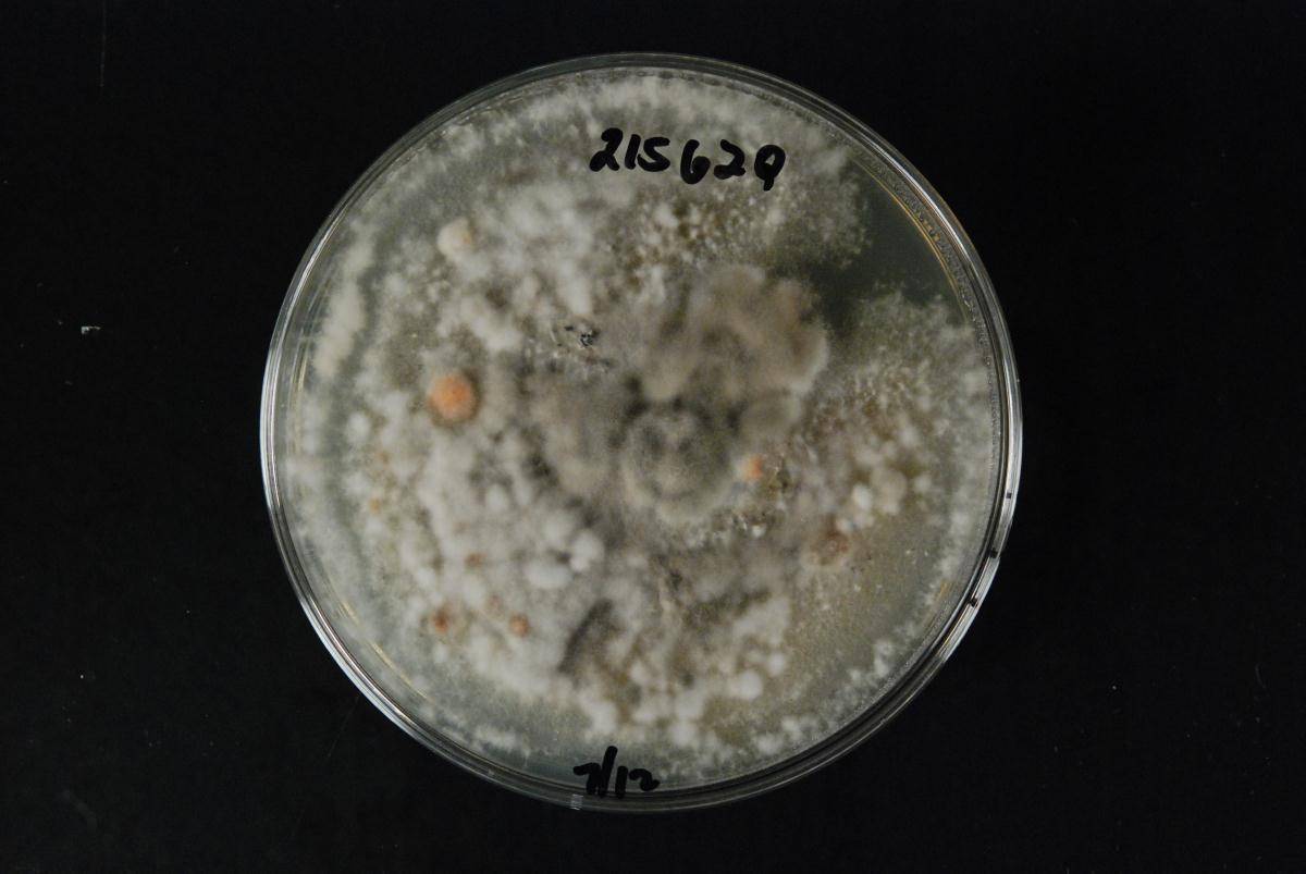 Stagonospora multiseptata image