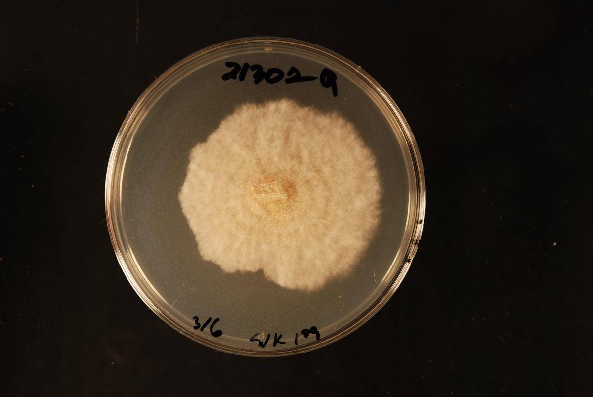Fusarium image
