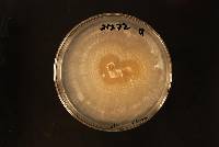 Fusarium heterosporum image