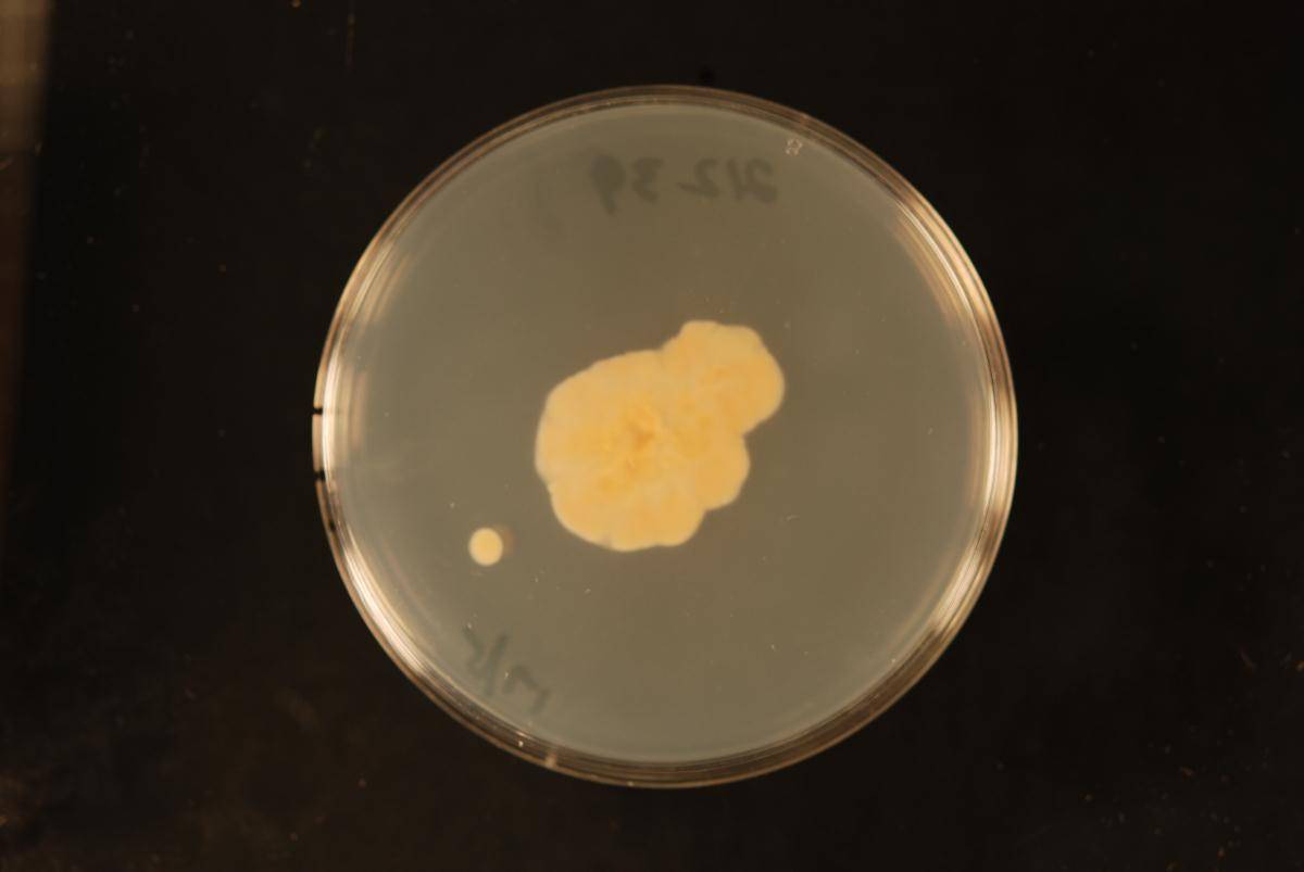 Dacrymyces citrinus image