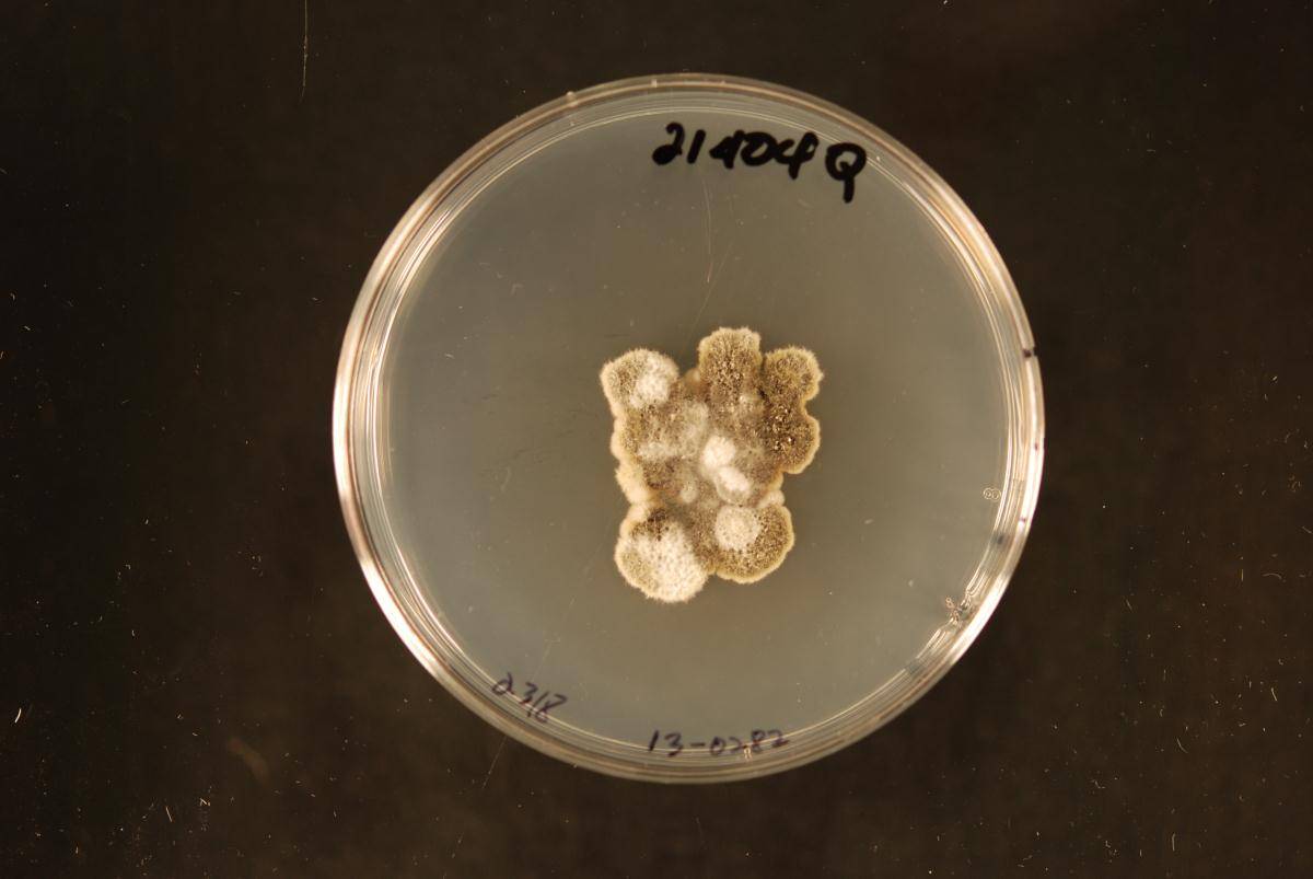 Bambusicola dimorpha image