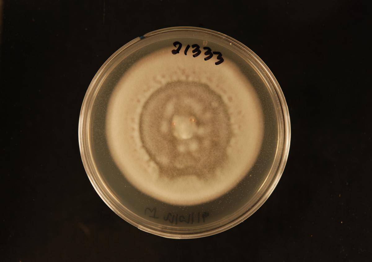 Penicillium bissettii image