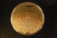 Psilocybe makarorae image