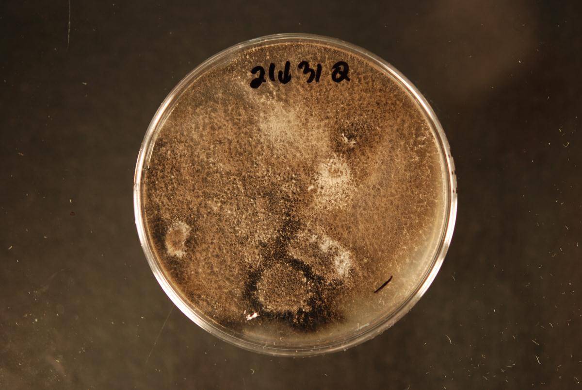 Neokalmusia arundinis image