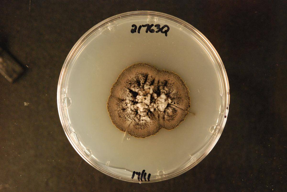 Cercosporidium bougainvilleae image