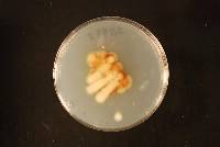 Penicillium diabolicalicense image