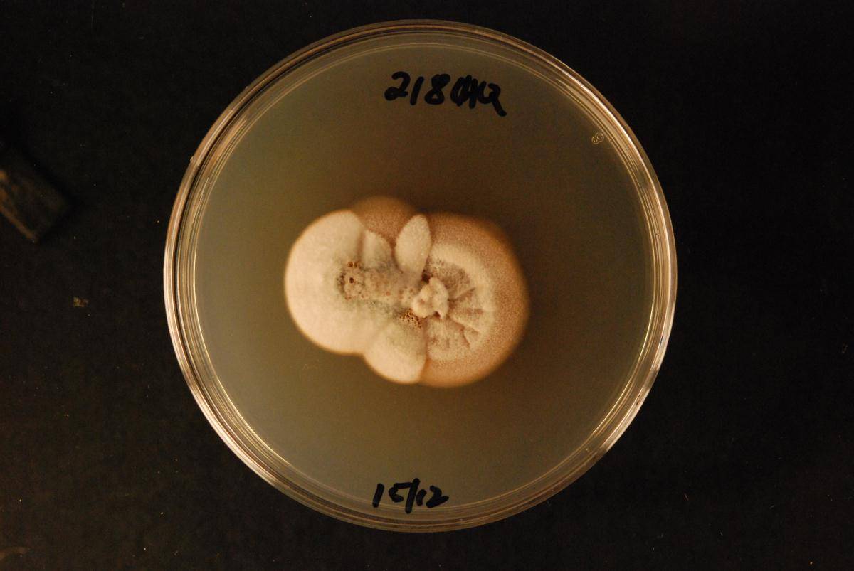 Apiculospora image
