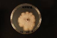 Fusarium oxysporum image