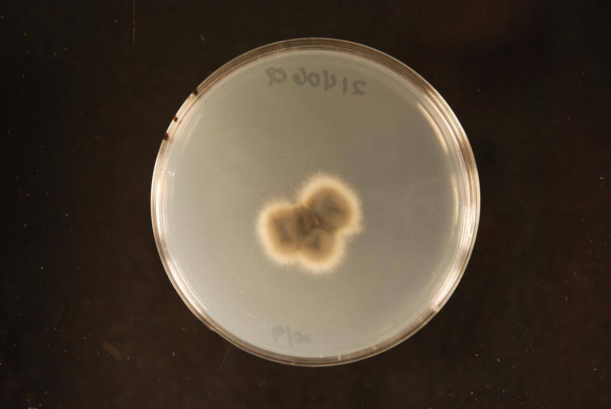 Roussoella scabrispora image