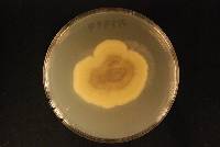 Coniella hibisci image