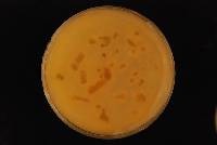 Penicillium chrysogenum image