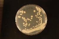 Candida parapsilosis image