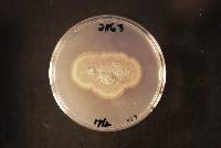 Stachybotrys renisporus image
