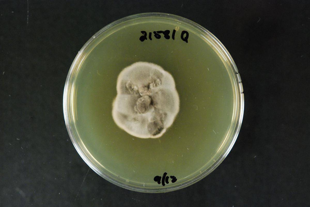 Magnicamarosporium diospyricola image