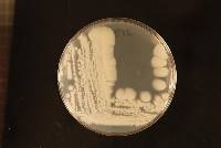 Candida panamericana image