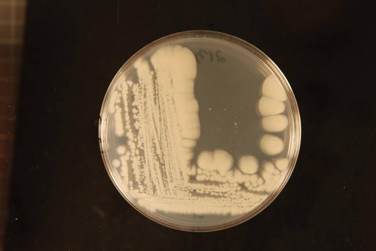 Candida panamericana image