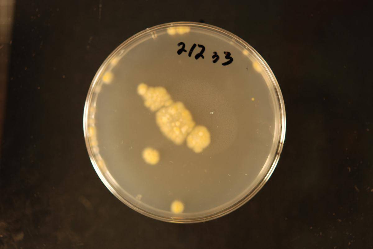 Dacrymyces flabelliformis image