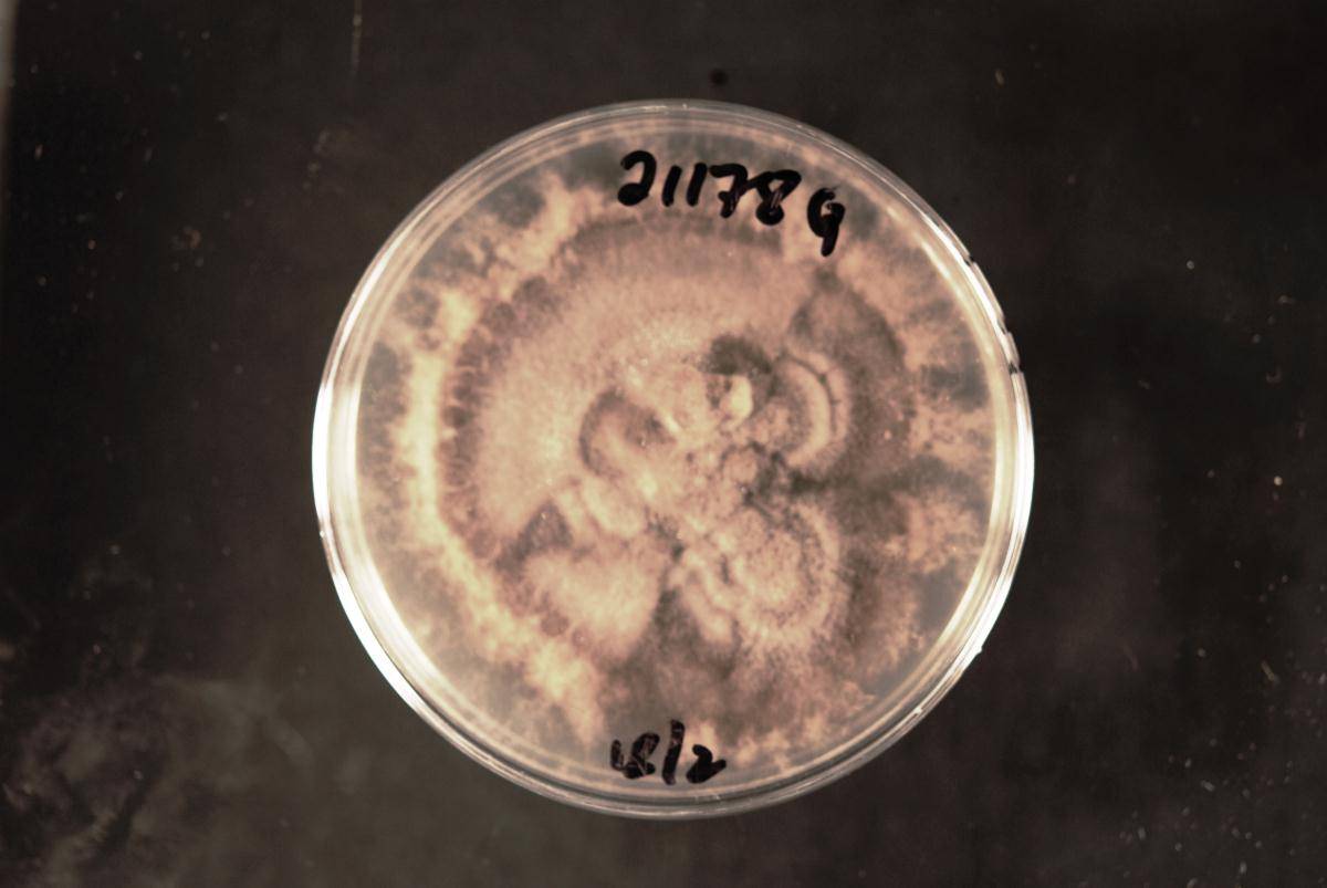 Hermatomyces tectonae image