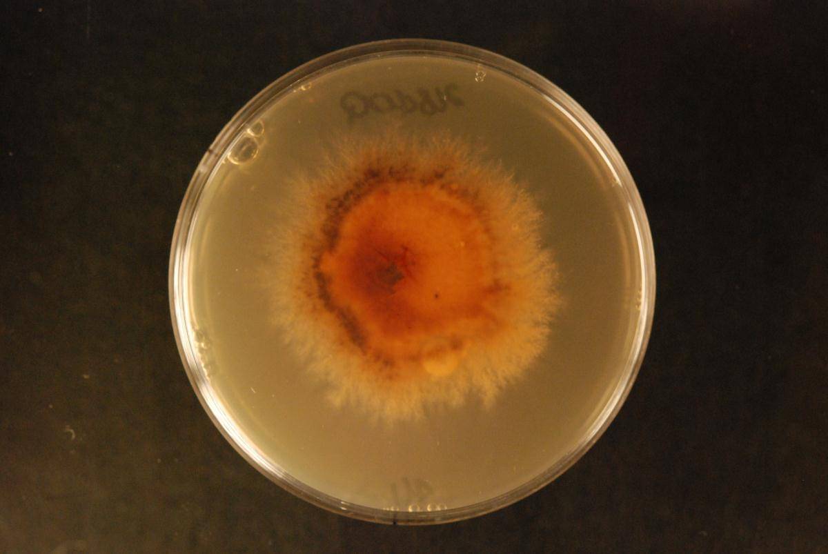 Broomella vitalbae image
