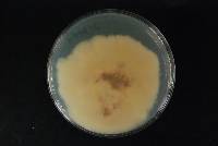 Fusarium oxysporum image