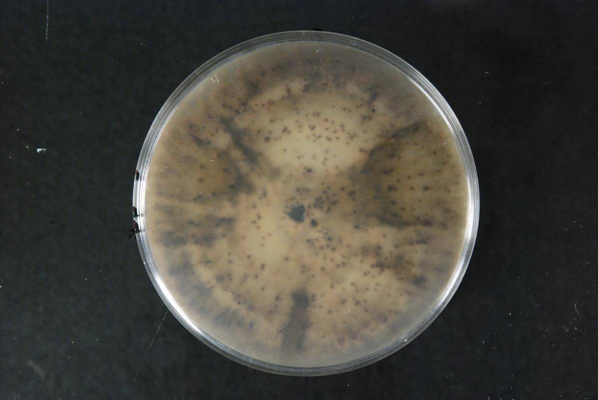Phaeoisaria clematidis image