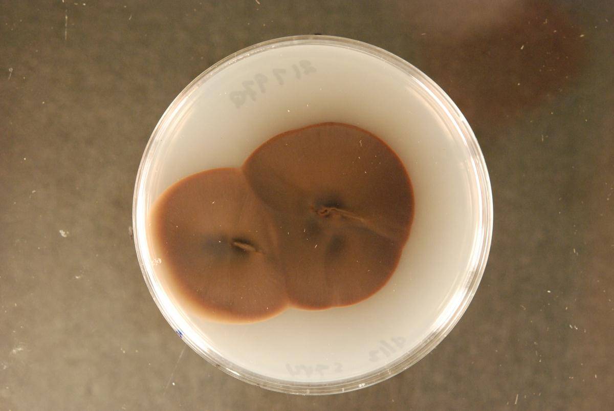 Sporidesmiella image