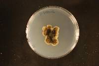 Bambusicola dimorpha image