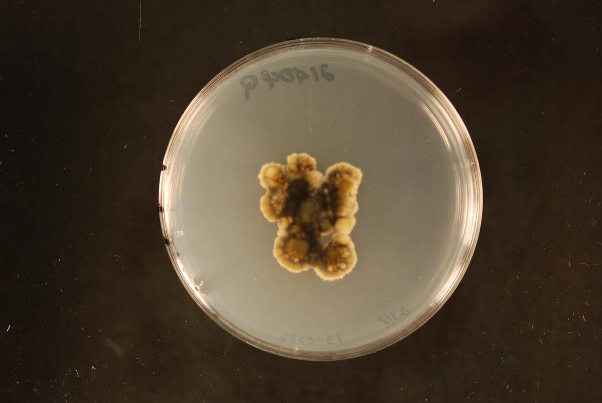 Bambusicola dimorpha image