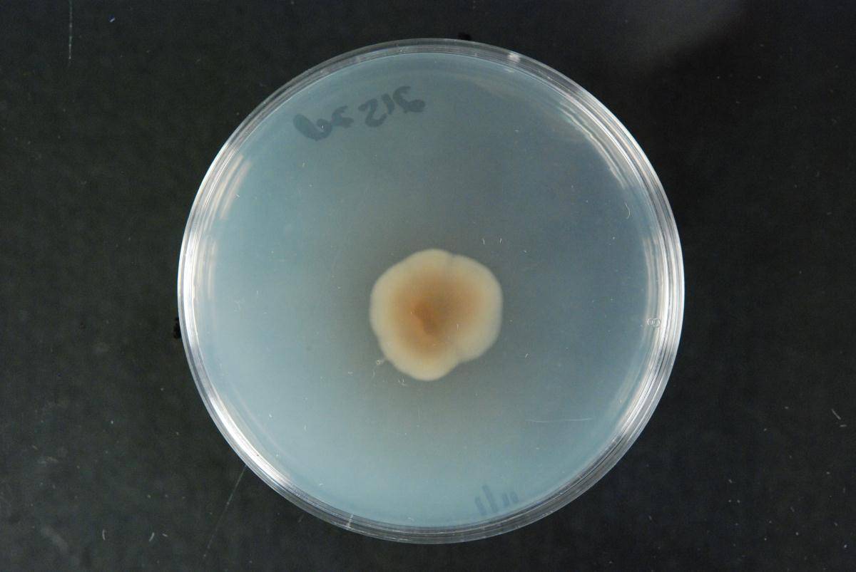 Fusarium sporotrichioides image