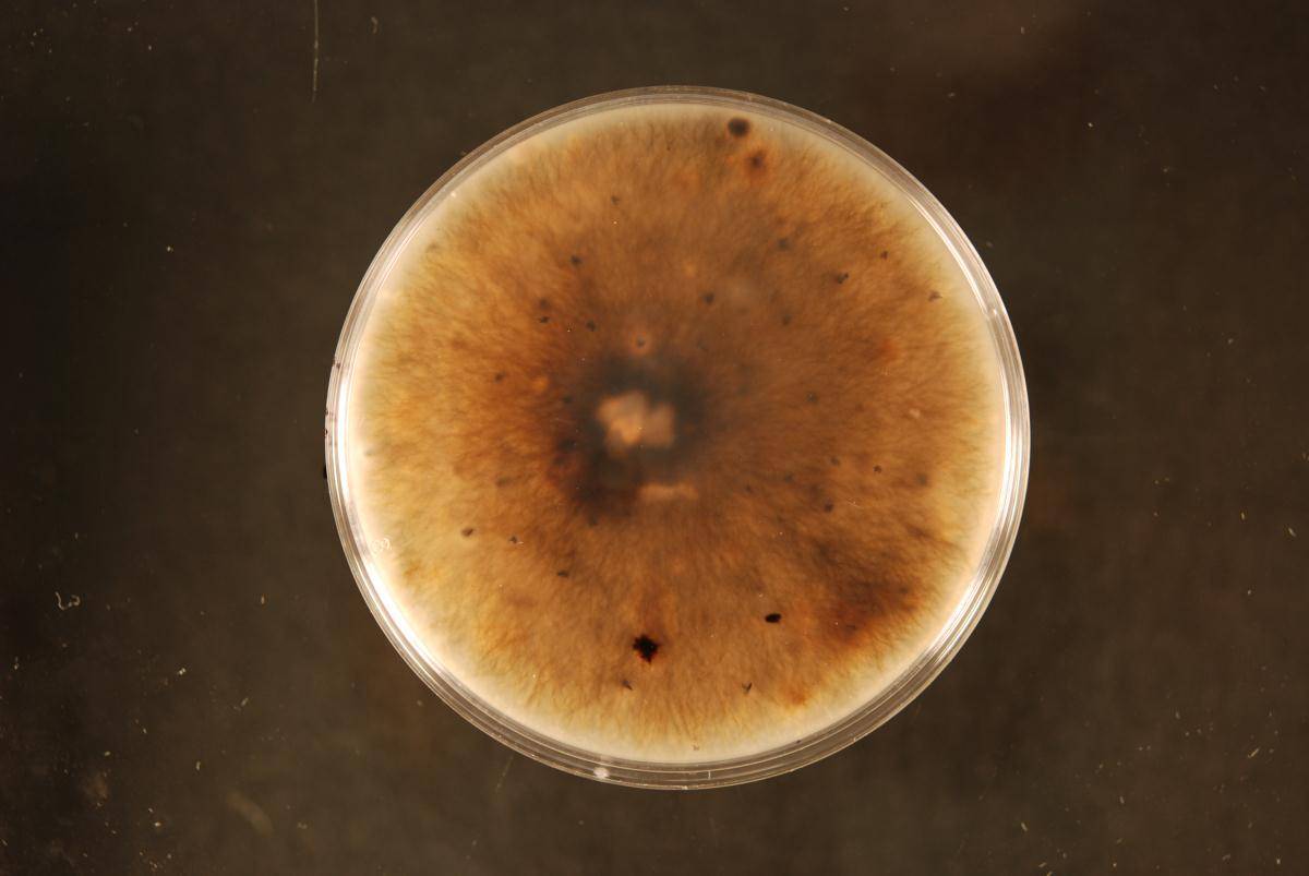 Paraphaeosphaeria graminicola image