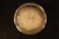 Lasiodiplodia pseudotheobromae image