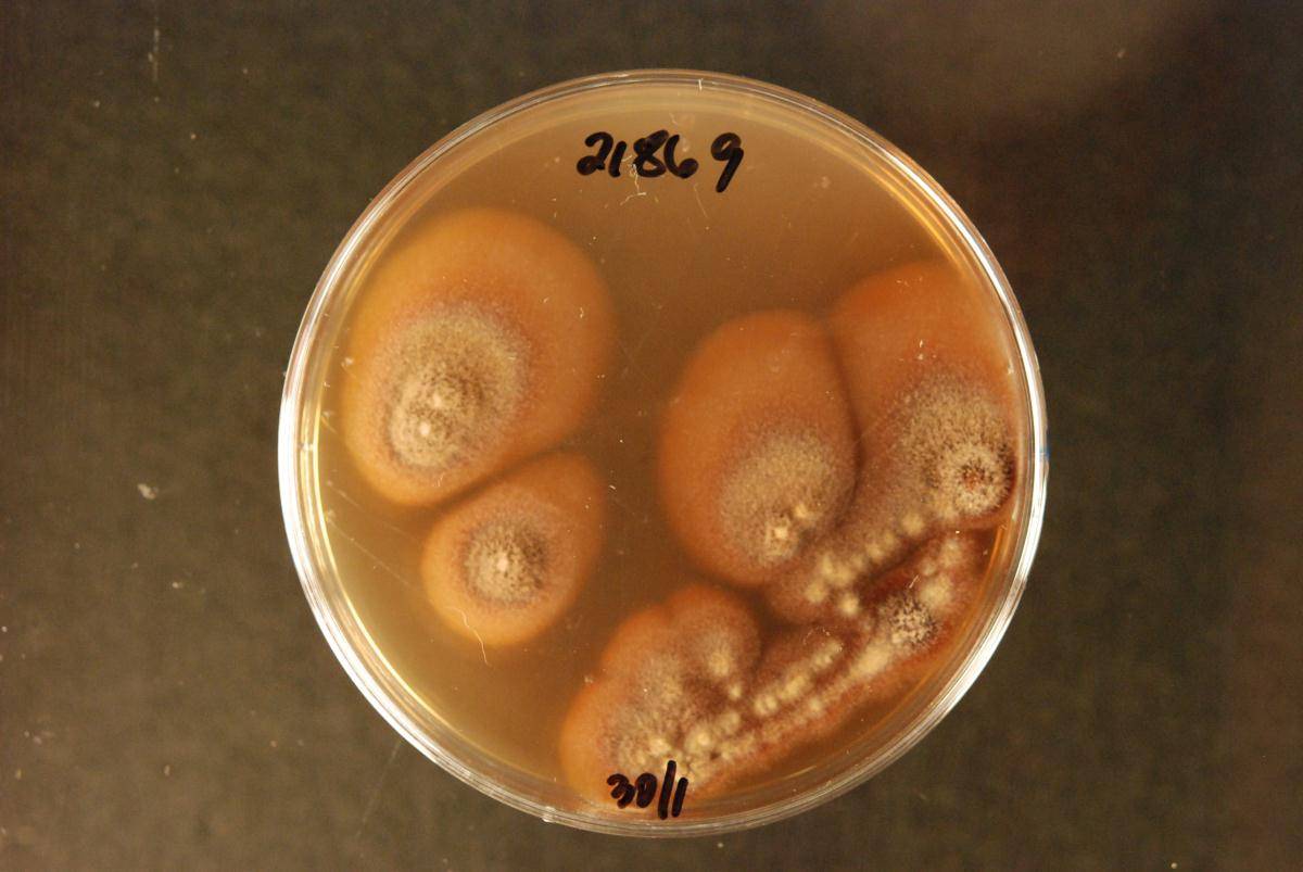 Aotearoamyces nothofagi image