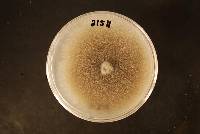 Dothiorella iberica image