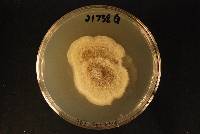 Coniella hibisci image