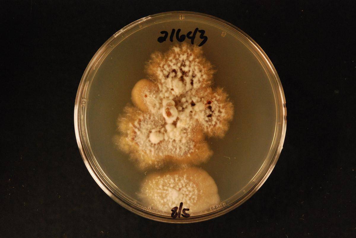 Phlyctema phoenicis image