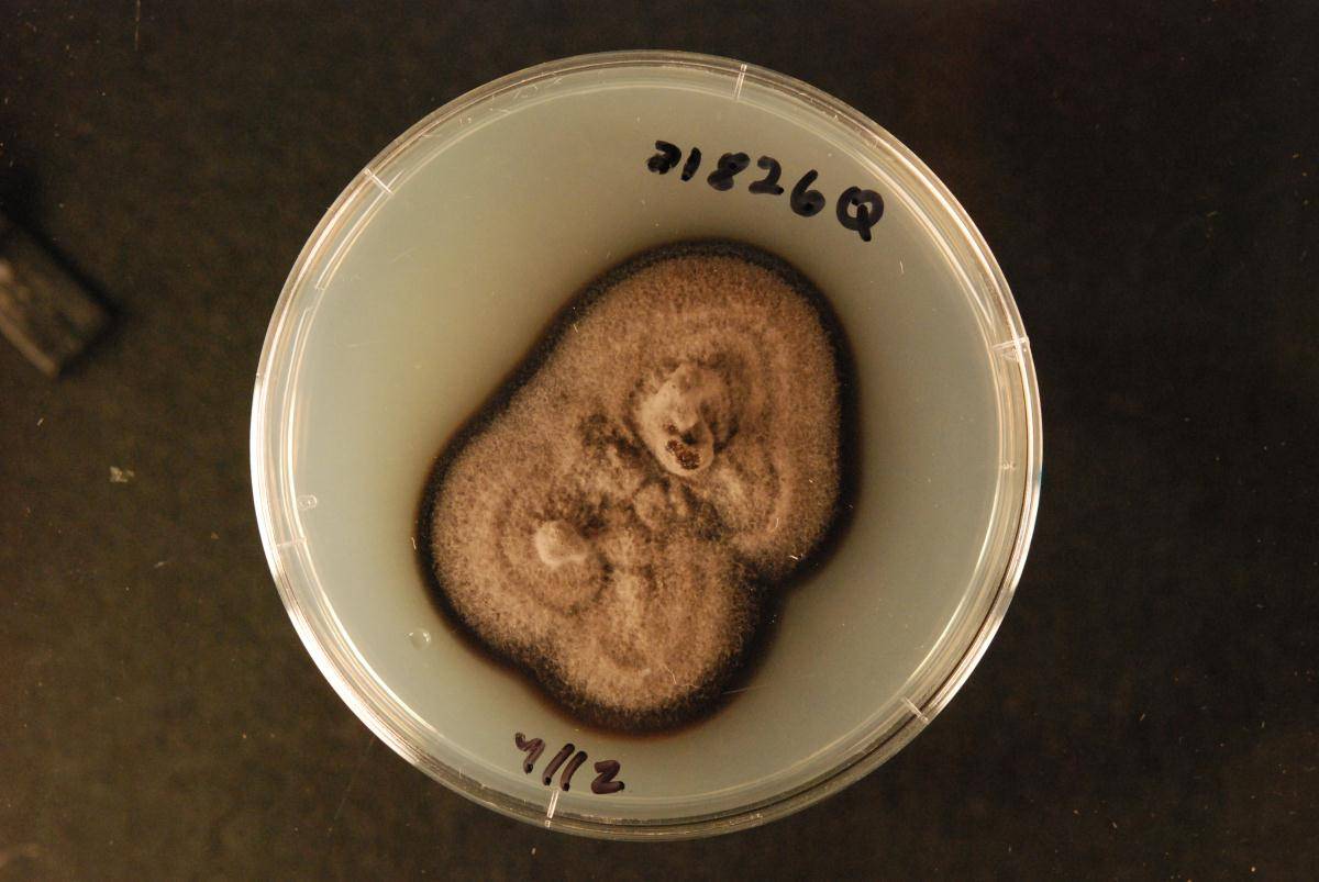 Lindgomycetaceae image