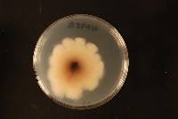 Fusarium oxysporum image