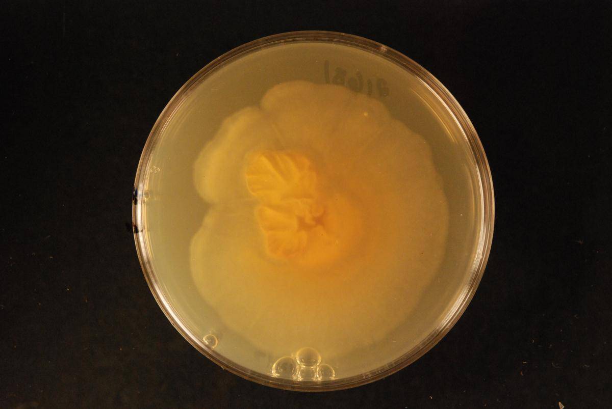 Pseudorobillarda phragmitis image