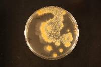 Dacrymyces longistipitatus image