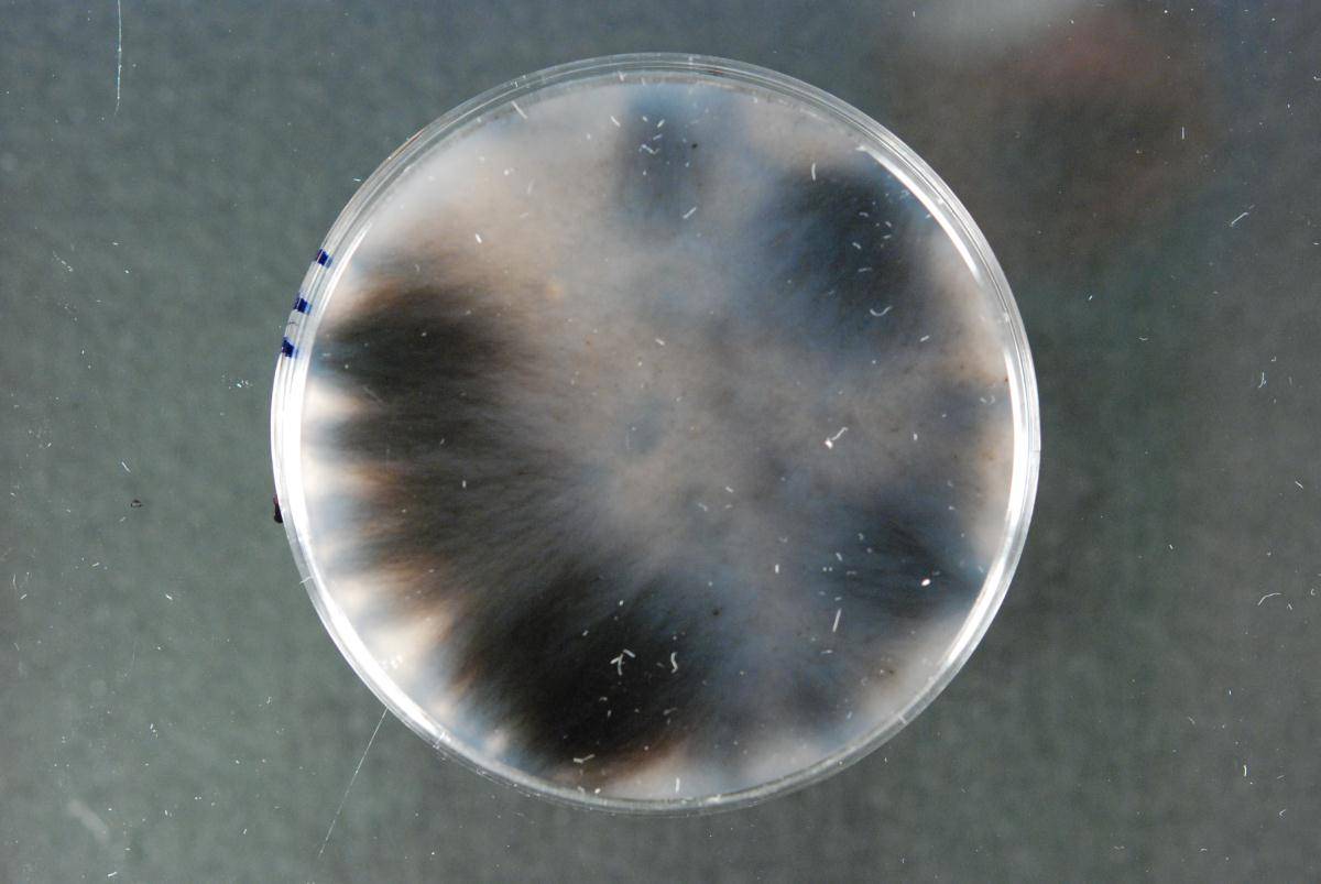 Lasiodiplodia pseudotheobromae image