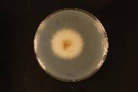 Paraphaeosphaeria graminicola image