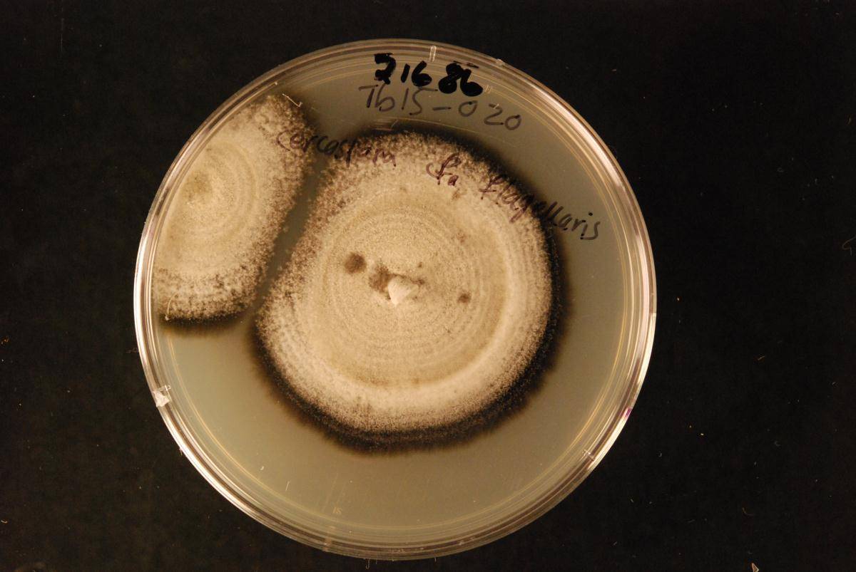 Cercospora flagellaris image