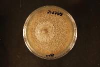 Comoclathris arrhenatheri image