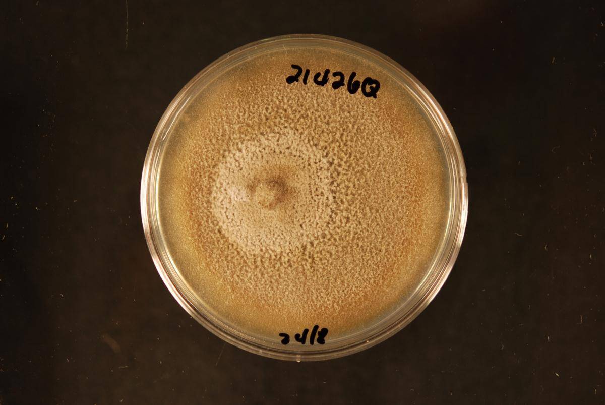 Comoclathris arrhenatheri image