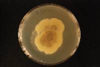 Coniella hibisci image