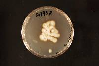 Penicillium diabolicalicense image