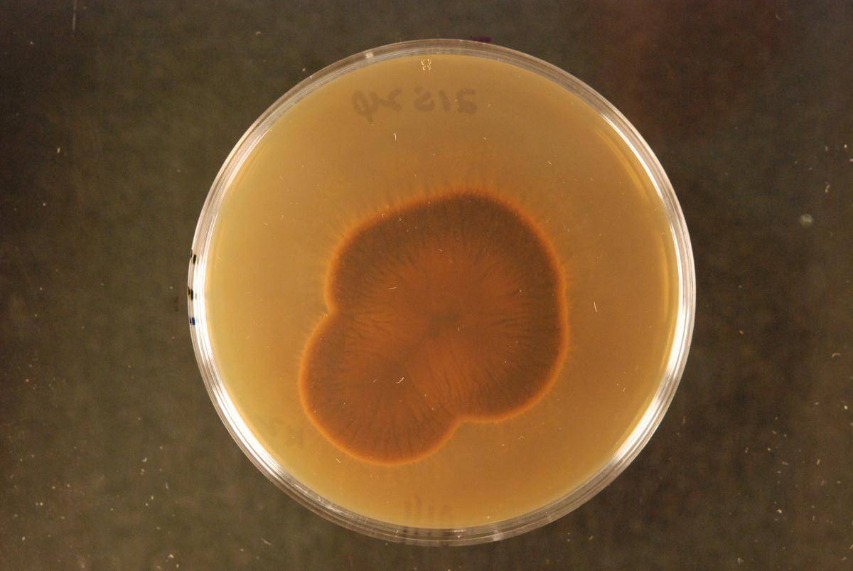 Fusarium sporotrichioides image