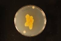 Penicillium aotearoae image