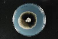 Mycosphaerella recutita image